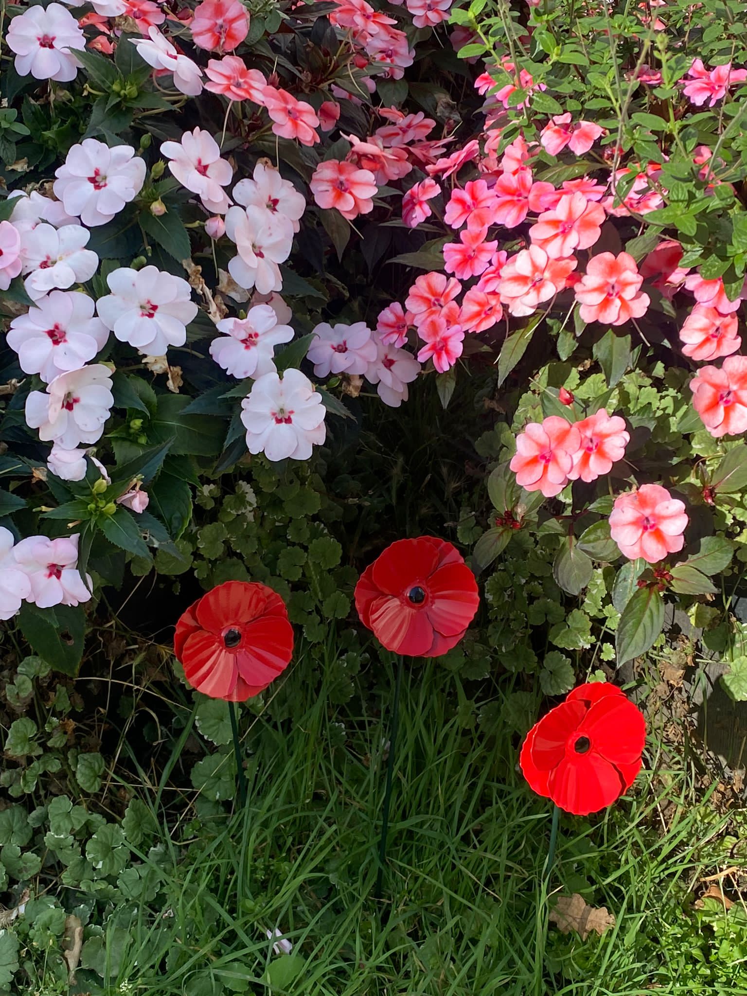 Mohn-Gartenpfähle - Packung mit 3