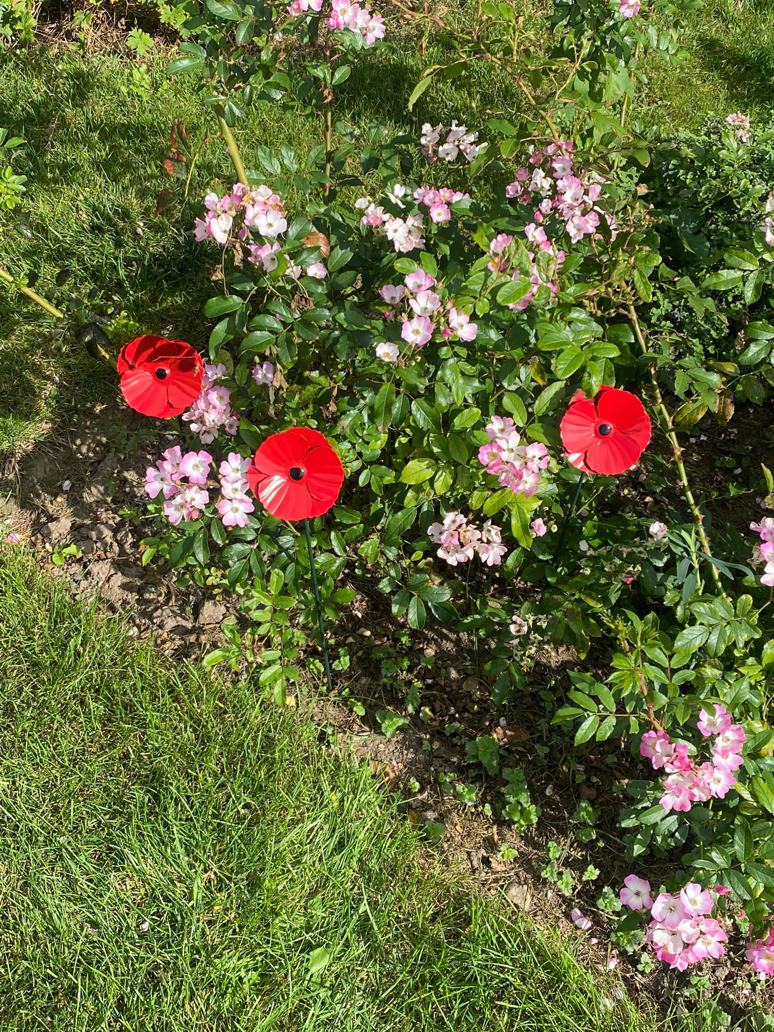 Mohn-Gartenpfähle - Packung mit 3